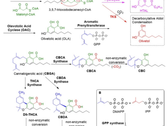 THCa: An intriguing Cannabinoid